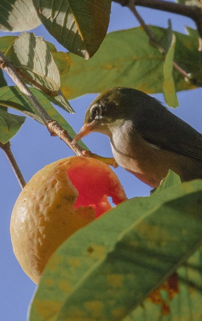 wildlife of moorea